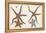 Starfish Naturelle III-Denis Diderot-Framed Stretched Canvas