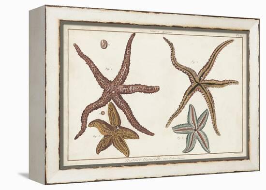 Starfish Naturelle III-Denis Diderot-Framed Stretched Canvas