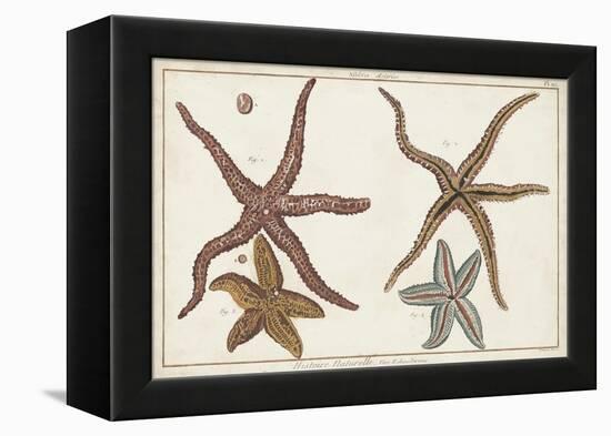 Starfish Naturelle III-Denis Diderot-Framed Stretched Canvas