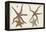 Starfish Naturelle III-Denis Diderot-Framed Stretched Canvas