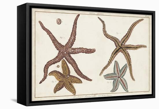 Starfish Naturelle III-Denis Diderot-Framed Stretched Canvas