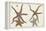 Starfish Naturelle III-Denis Diderot-Framed Stretched Canvas