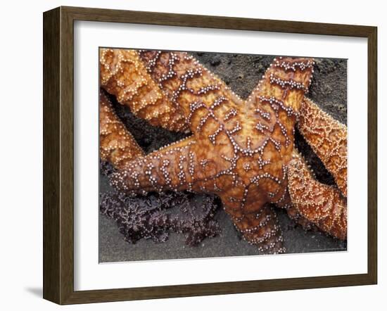 Starfish, Olympic National Park, Washington, USA-William Sutton-Framed Photographic Print