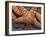 Starfish, Olympic National Park, Washington, USA-William Sutton-Framed Photographic Print