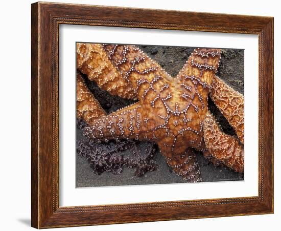 Starfish, Olympic National Park, Washington, USA-William Sutton-Framed Photographic Print