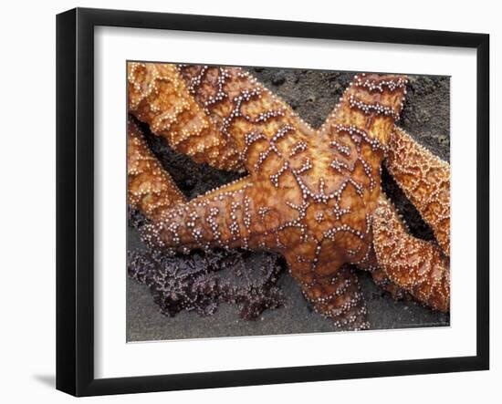 Starfish, Olympic National Park, Washington, USA-William Sutton-Framed Photographic Print