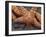 Starfish, Olympic National Park, Washington, USA-William Sutton-Framed Photographic Print