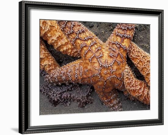 Starfish, Olympic National Park, Washington, USA-William Sutton-Framed Photographic Print