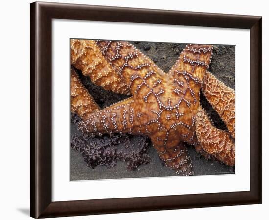 Starfish, Olympic National Park, Washington, USA-William Sutton-Framed Photographic Print