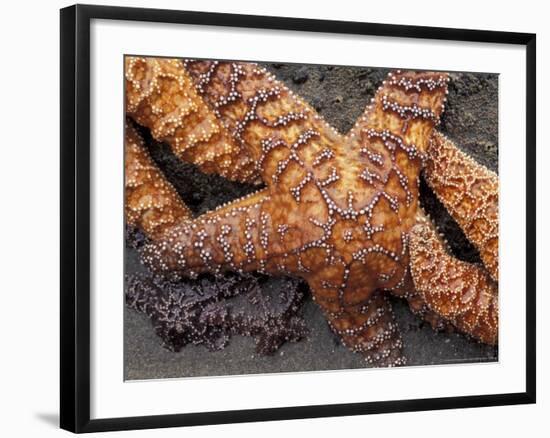 Starfish, Olympic National Park, Washington, USA-William Sutton-Framed Photographic Print