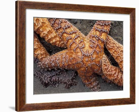 Starfish, Olympic National Park, Washington, USA-William Sutton-Framed Photographic Print