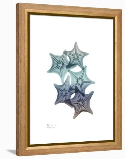 Starfish Ombre 1-Albert Koetsier-Framed Stretched Canvas