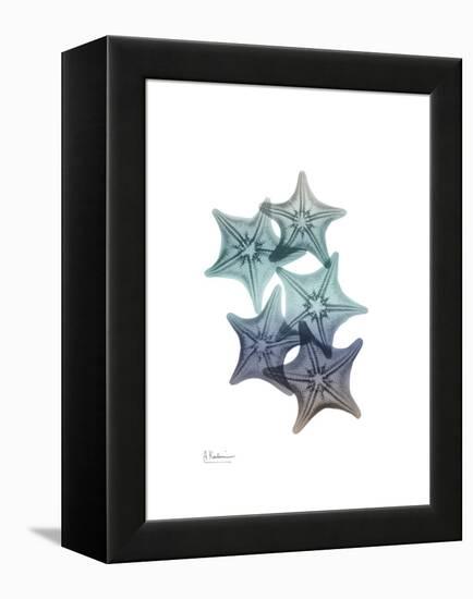 Starfish Ombre 1-Albert Koetsier-Framed Stretched Canvas