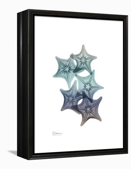 Starfish Ombre 1-Albert Koetsier-Framed Stretched Canvas