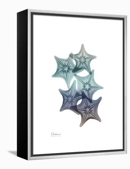 Starfish Ombre 1-Albert Koetsier-Framed Stretched Canvas