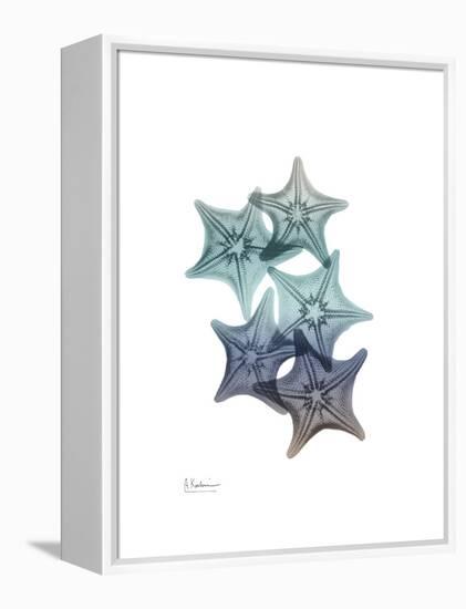 Starfish Ombre 1-Albert Koetsier-Framed Stretched Canvas