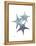 Starfish Ombre 2-Albert Koetsier-Framed Stretched Canvas