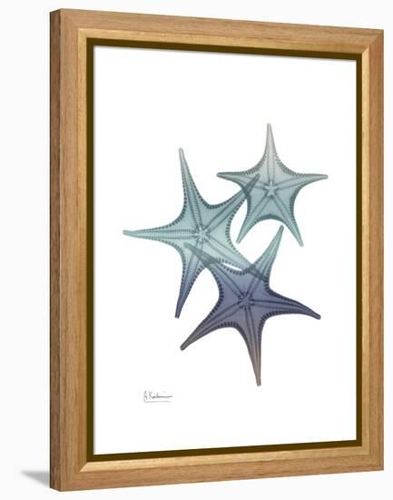Starfish Ombre 2-Albert Koetsier-Framed Stretched Canvas