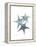 Starfish Ombre 2-Albert Koetsier-Framed Stretched Canvas