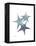 Starfish Ombre 2-Albert Koetsier-Framed Stretched Canvas