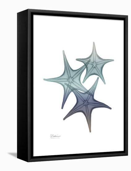 Starfish Ombre 2-Albert Koetsier-Framed Stretched Canvas