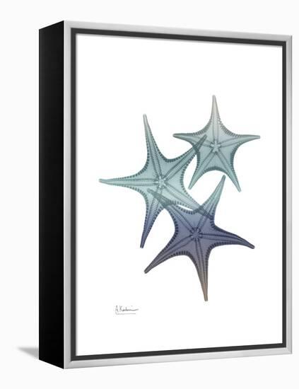 Starfish Ombre 2-Albert Koetsier-Framed Stretched Canvas