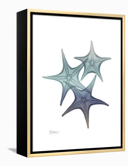 Starfish Ombre 2-Albert Koetsier-Framed Stretched Canvas