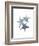 Starfish Ombre 2-Albert Koetsier-Framed Art Print