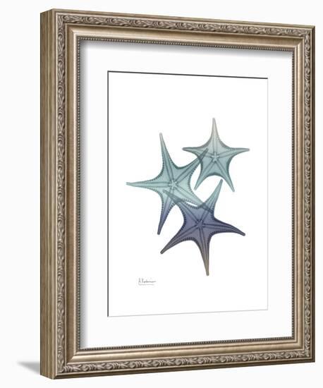 Starfish Ombre 2-Albert Koetsier-Framed Art Print