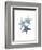 Starfish Ombre 2-Albert Koetsier-Framed Art Print