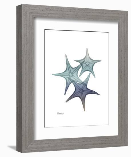 Starfish Ombre 2-Albert Koetsier-Framed Art Print