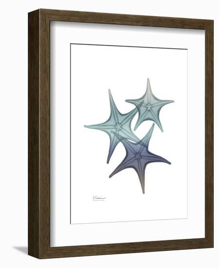 Starfish Ombre 2-Albert Koetsier-Framed Art Print