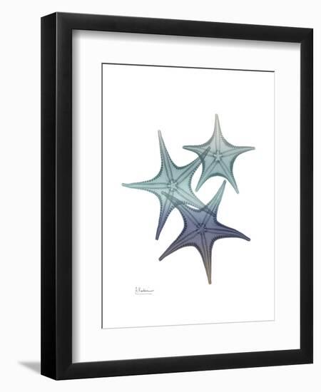 Starfish Ombre 2-Albert Koetsier-Framed Art Print