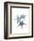 Starfish Ombre 2-Albert Koetsier-Framed Art Print