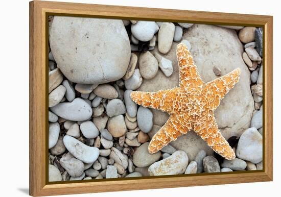 Starfish on a Beach-Tony Craddock-Framed Premier Image Canvas