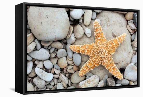 Starfish on a Beach-Tony Craddock-Framed Premier Image Canvas