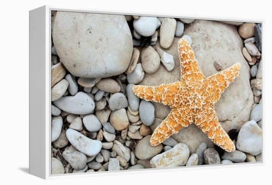 Starfish on a Beach-Tony Craddock-Framed Premier Image Canvas