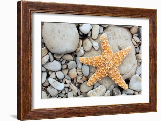 Starfish on a Beach-Tony Craddock-Framed Photographic Print