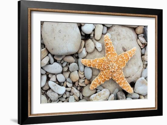 Starfish on a Beach-Tony Craddock-Framed Photographic Print