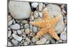 Starfish on a Beach-Tony Craddock-Mounted Photographic Print