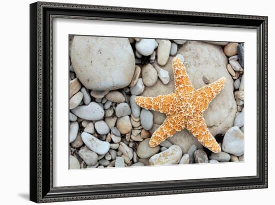 Starfish on a Beach-Tony Craddock-Framed Photographic Print