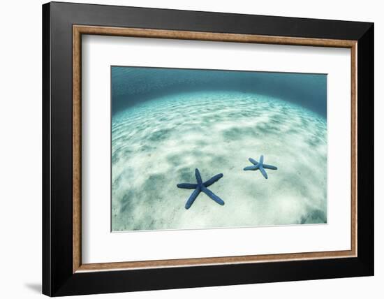 Starfish on a Brightly Lit Seafloor in the Tropical Pacific Ocean-Stocktrek Images-Framed Photographic Print