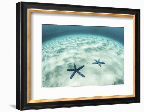 Starfish on a Brightly Lit Seafloor in the Tropical Pacific Ocean-Stocktrek Images-Framed Photographic Print