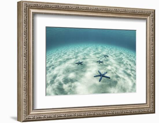 Starfish on a Brightly Lit Seafloor in the Tropical Pacific Ocean-Stocktrek Images-Framed Photographic Print