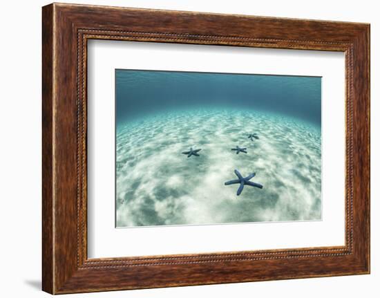 Starfish on a Brightly Lit Seafloor in the Tropical Pacific Ocean-Stocktrek Images-Framed Photographic Print