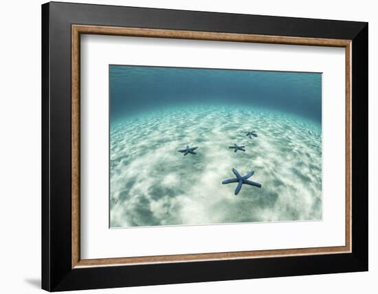 Starfish on a Brightly Lit Seafloor in the Tropical Pacific Ocean-Stocktrek Images-Framed Photographic Print