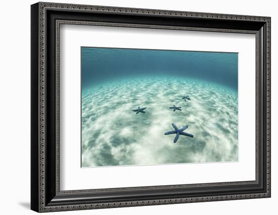 Starfish on a Brightly Lit Seafloor in the Tropical Pacific Ocean-Stocktrek Images-Framed Photographic Print