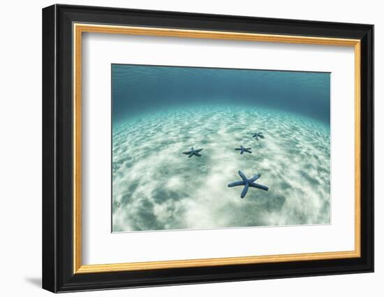 Starfish on a Brightly Lit Seafloor in the Tropical Pacific Ocean-Stocktrek Images-Framed Photographic Print