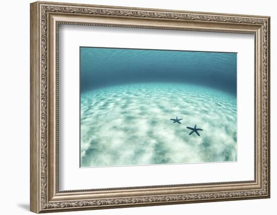 Starfish on a Brightly Lit Seafloor in the Tropical Pacific Ocean-Stocktrek Images-Framed Photographic Print