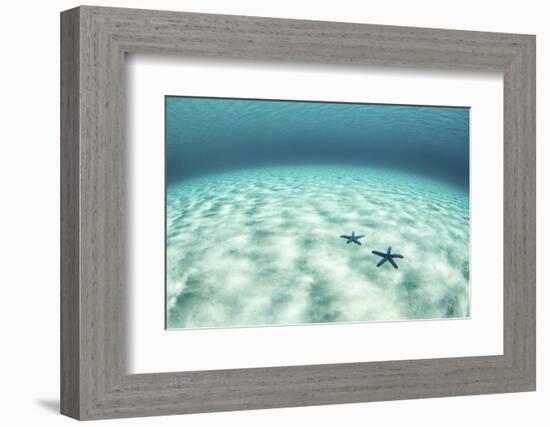 Starfish on a Brightly Lit Seafloor in the Tropical Pacific Ocean-Stocktrek Images-Framed Photographic Print